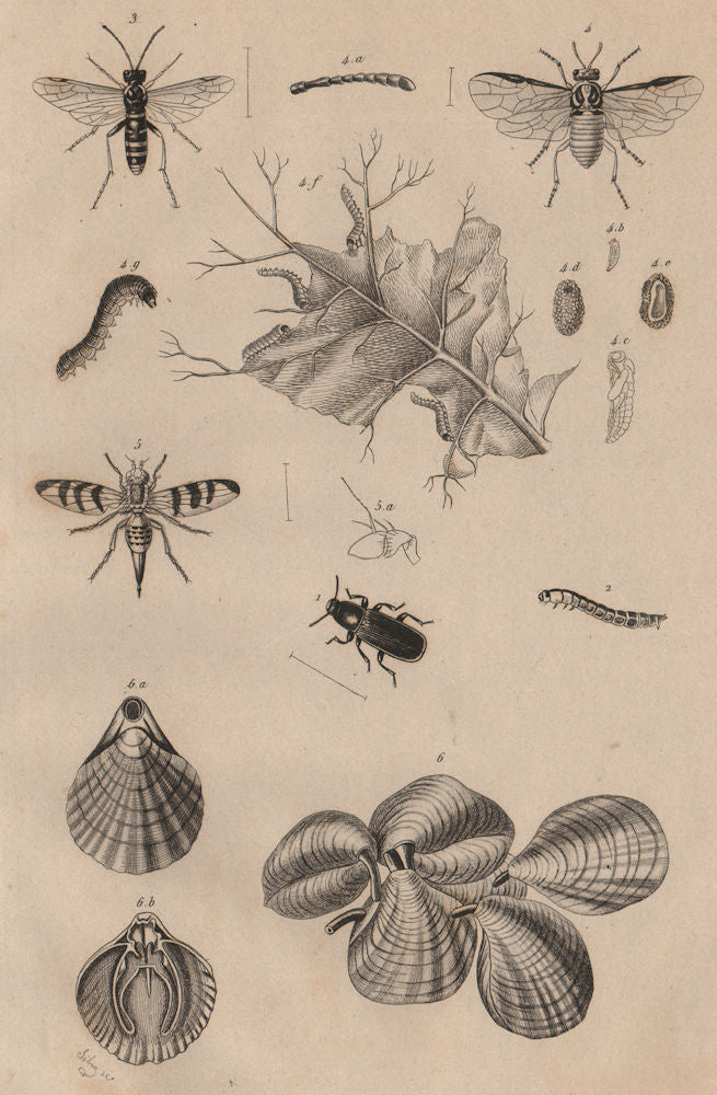 Mealworm. Tenthredes (Sawflies). Téphrites (Euthera fly). Terebratulids 1834